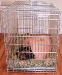 Human Puppy in a cage